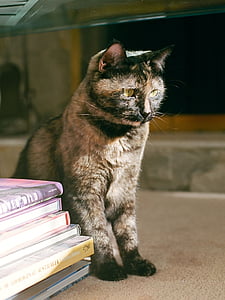 kat, Feline, op zoek, schattig, vergadering, binnenlandse, nieuwsgierig