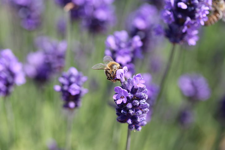 bee, pollen, nature, purple flower, lavender, pollination, pollen collection