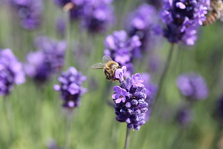 Bee, pollen, natur, lilla blomster, lavendel, pollinering, pollen samling