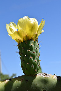 cactus blossom, blossom, bloom, cactus, plant, prickly, nature