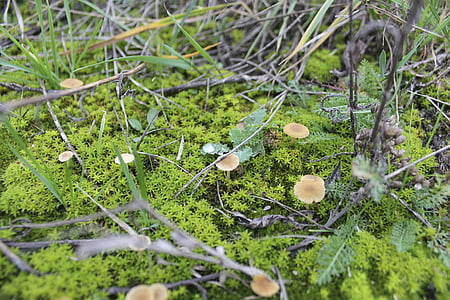 moss, mushrooms, magic land, the bark, forests, green, closeup