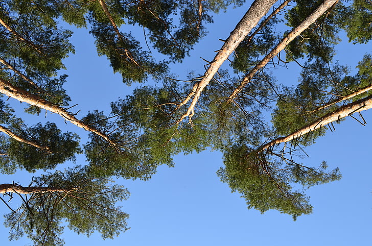 nature, pine, view from the bottom, spring, sky, trees, forest