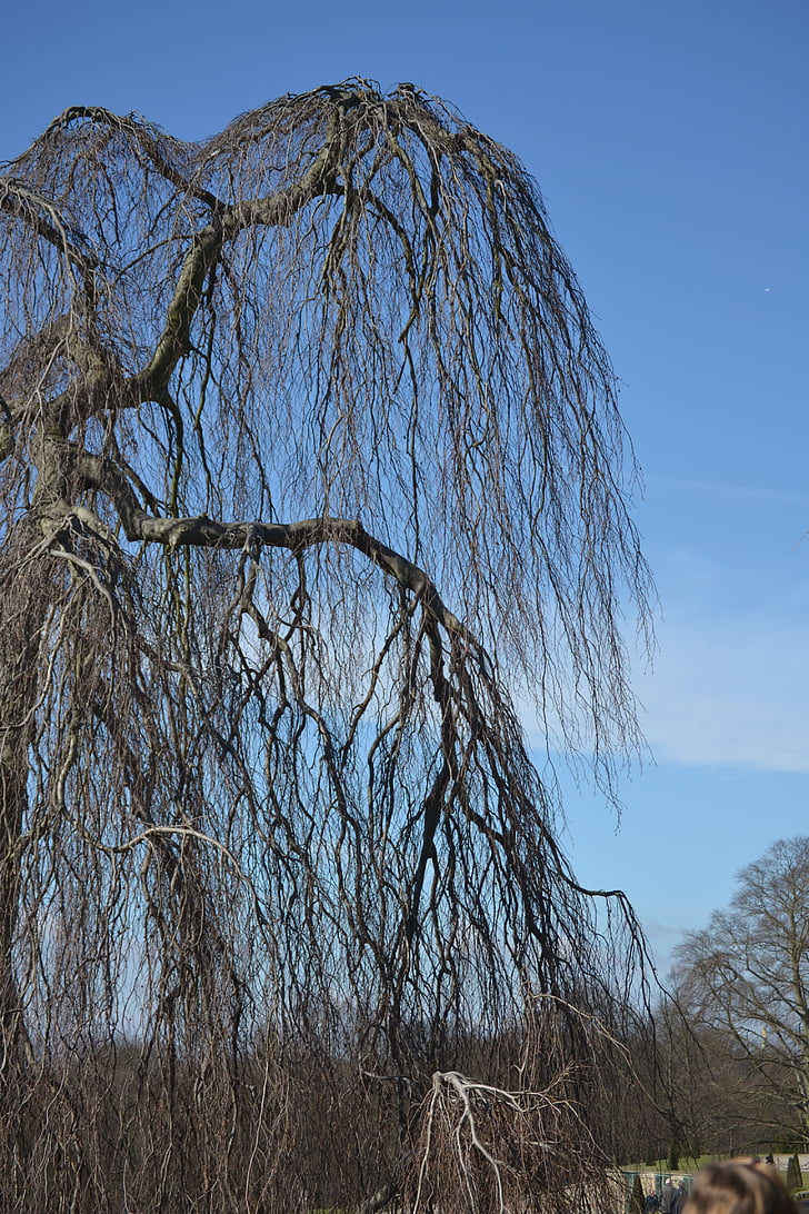 Potsdams slott, Sanssouci, träd, Weeping willow, hängande grenar, betesmark