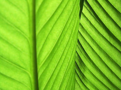 leaves, green, plant fibres, frame