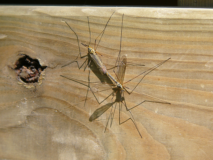 mosquito, amor, de acoplamiento, naturaleza, madera, reproducción, pareja