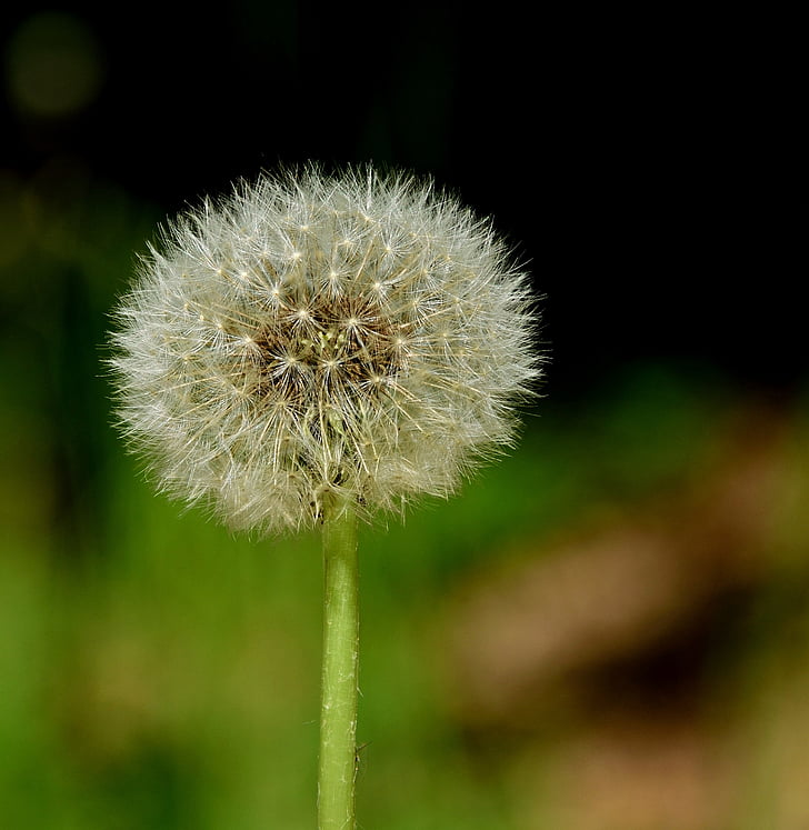 dandelion, seeds, close, umbrella