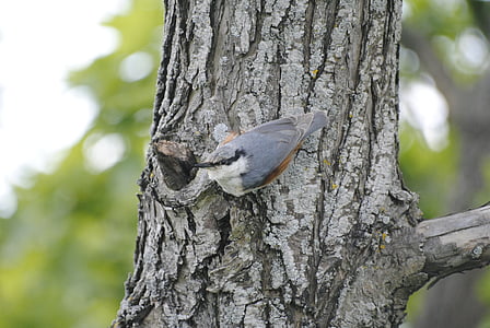 Raspinell pirinenc, ocell, arbre