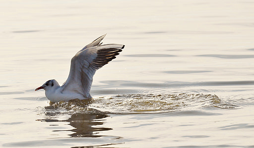 seagull, water, lake constance, animal world, lake, bird, feather