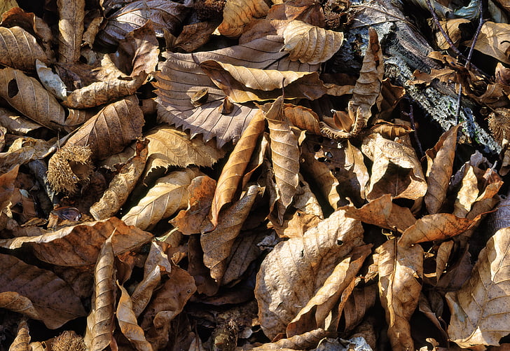 nedfaldne blade, Bøgeskov, shirakami-Peter verdensarvsområdet, sent efterår, Japan, efterår, blad