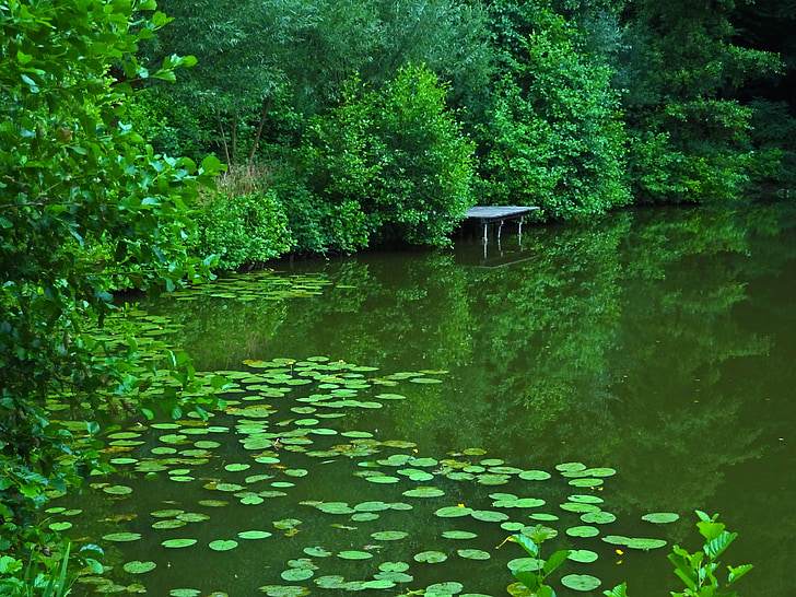 pond, lake, water lilies, pools, fishing pond, nature, wilderness