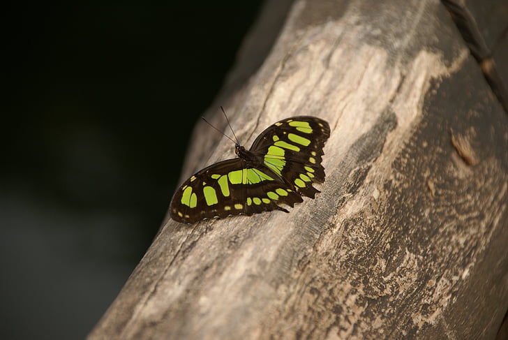 蝶, グリーン, ブラック, 自然, 蝶, 壊れやすい, 昆虫