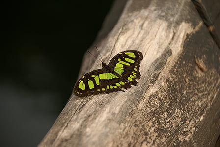 papillon, vert, noir, nature, papillons, fragiles, insecte