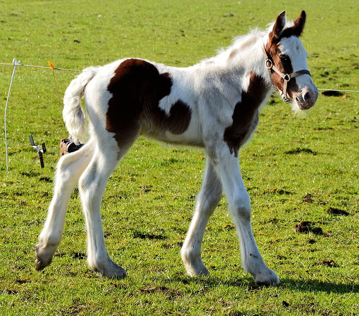 foal, horse, pasture, equine, mammal, young, outdoors