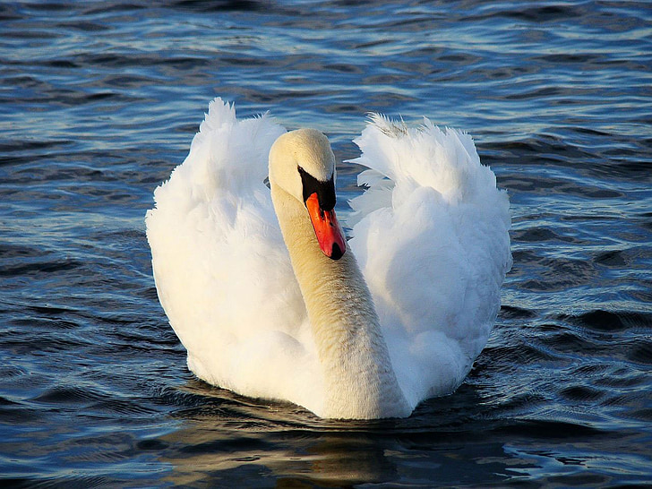 Swan, fågel, djur, vatten, sjön, gryning