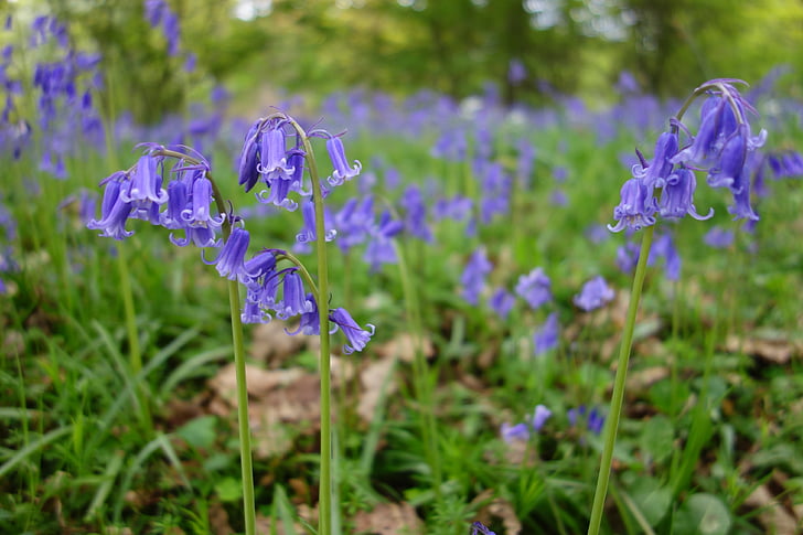 bluebell, bluebells, winkworth arboretum, nature, purple, flower, plant