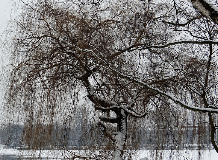 žalosna Vrba, zrela, studen, drvo, grane, grana, snijeg