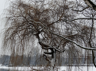 weeping willow, ripe, wintry, tree, branches, branch, snow
