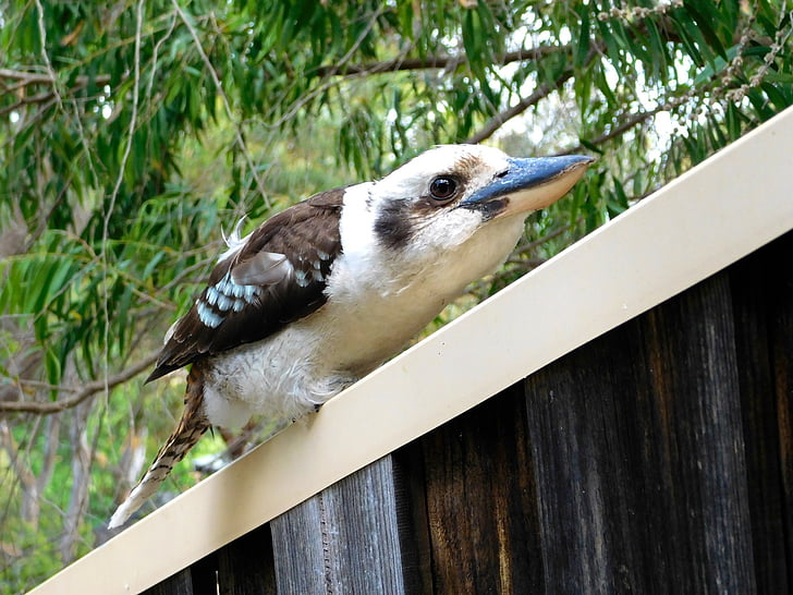 kookaburra, paukštis, sėdi, lauke, Portretas, Gamta, Australija