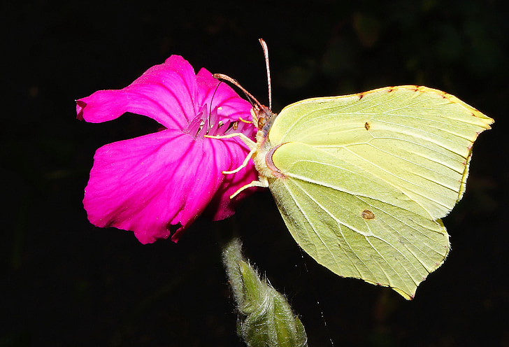 gonepteryx rhamni, papallona, verd, flor, flor, l'estiu, tancar