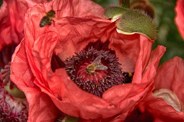 flower, bee, nature, insect, plant, poppy