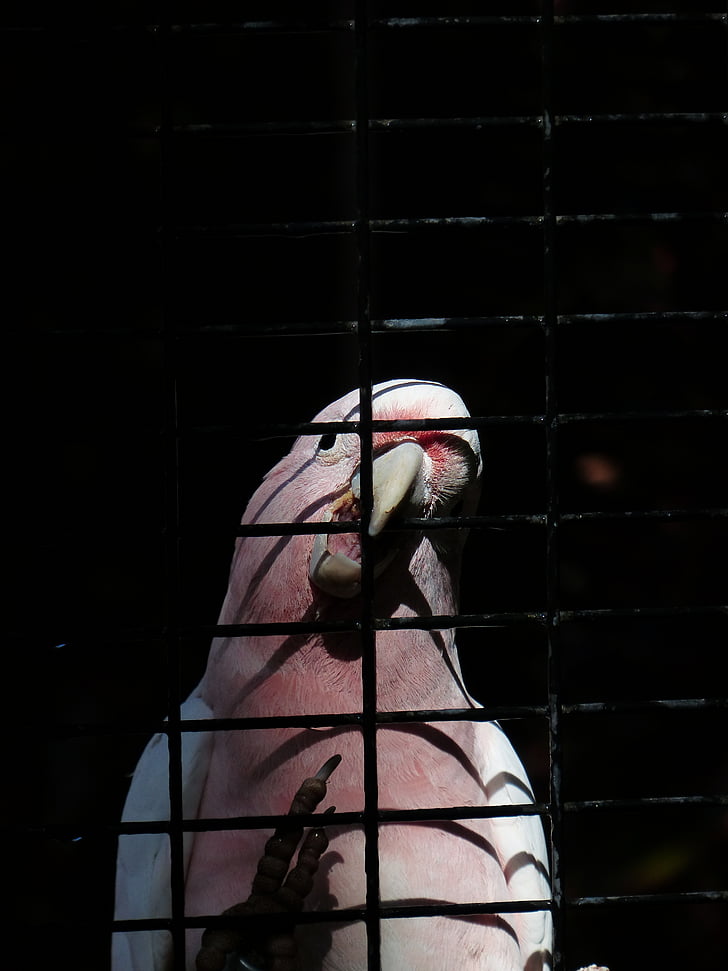 papoušek kakadu, pták, růžová, zajetí, klec, mřížka, kakadu Inka