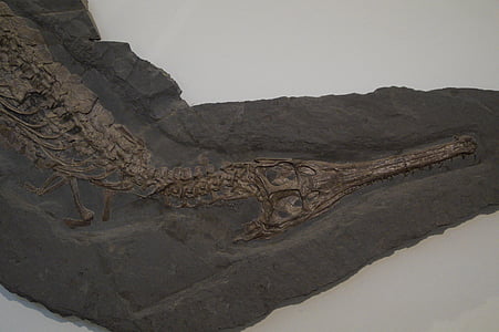 fossile, krokodille, skelet, forstenede, petrification, sten, forstenet
