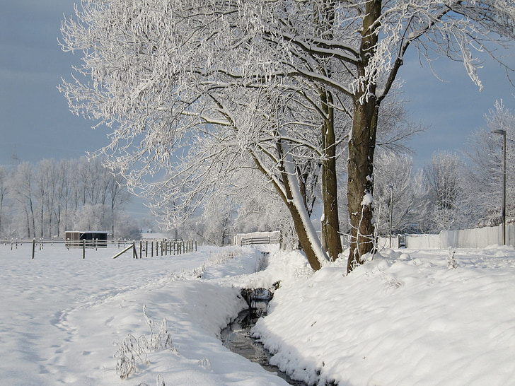 l'hivern, Bach, hivernal, neu, fred, cobert de neu, aigua corrent