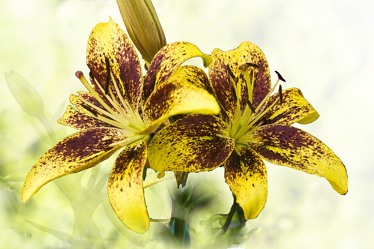 lilies, yellow, brown, speckled, greeting, background, map