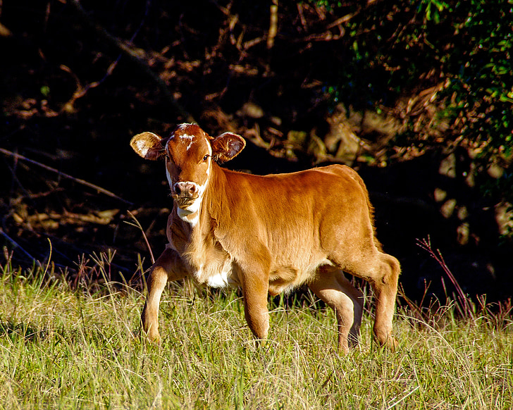 calf, cattle, stock, brown, white, young, standing