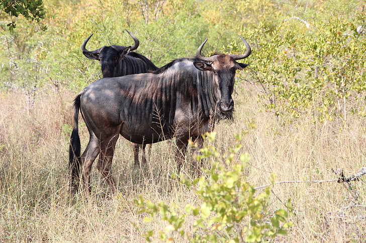 wildebeest, nature, kruger national park 2014