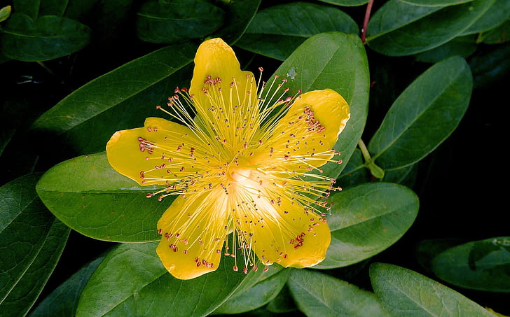 madeira anemone, flor, flor, amarelo, flor selvagem, fechar, natural da planta