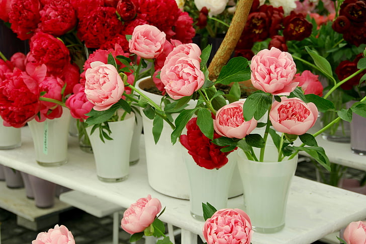 rosa salvaje, Rosas, abrir rosa, English rose, familia rosa, Ver jardín estado, Bayreuth