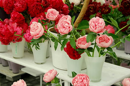 rosa selvatica, Rose, Aprire rosa, rose inglesi, famiglia rosa, Visualizza giardino stato, Bayreuth