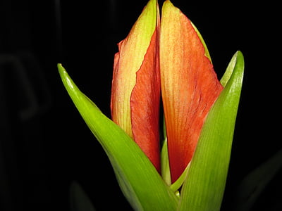 Amaryllis, flor, natura, verd, planta, vermell, flor