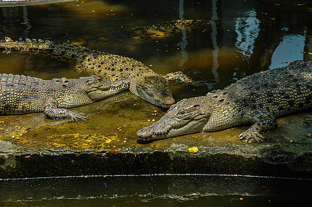 crocodiles, reptile, zoo