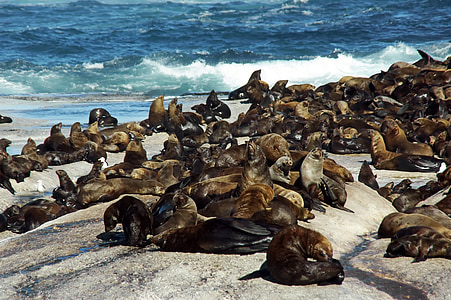jūrų liūtai, Pietų Afrika, kranto, kolonijas sudarančių vienetų, pinniped, vandenyno, jūrų faunos