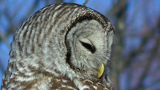 Owl, cận cảnh, Thiên nhiên, động vật hoang dã, con chim, động vật, chim săn mồi