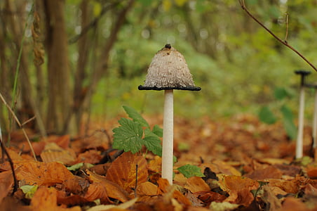 nature, mushroom, close, autumn, forest mushrooms, forest
