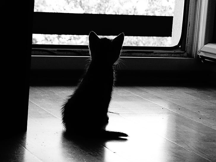 Baby kočka, silueta, kočka domácí, Domácí zvířata, zvíře, černá a bílá, kočkovitá šelma