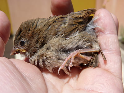 Sparrow, poussin, main, protection, oiseau, de reproduction, protéger
