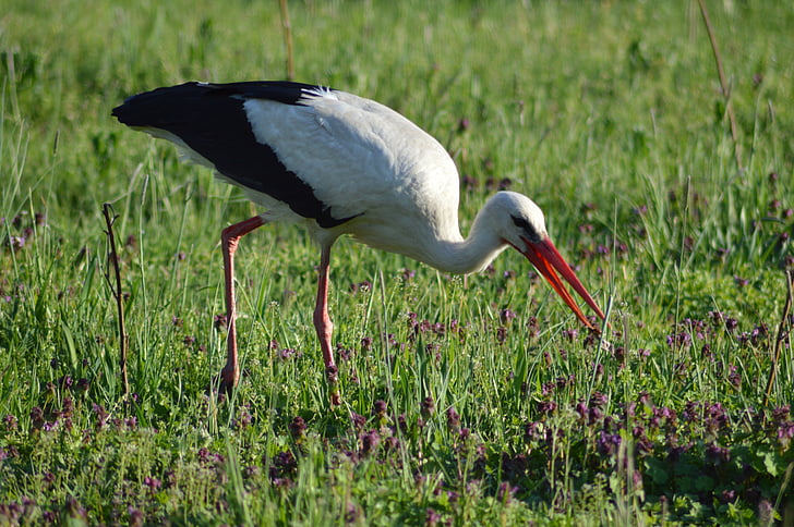 white, stork, meadow, animal