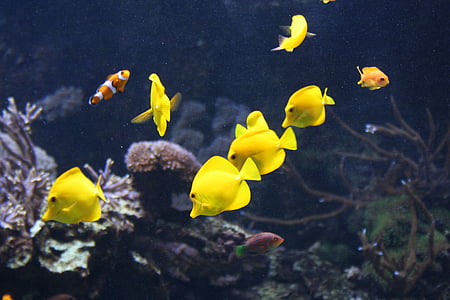 riba, žuta, vode, priroda, životinja, pod vodom, akvarij