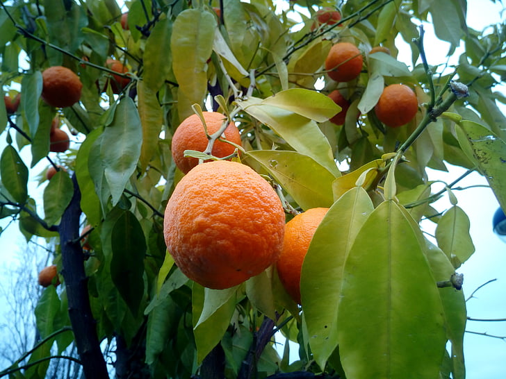 oranges, arbres, arbres fruitiers, Naranjo, arbre, nature, fruits