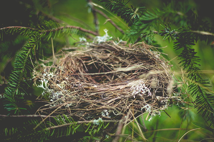 nest, groen, boom, plant, tak, bos, natuur