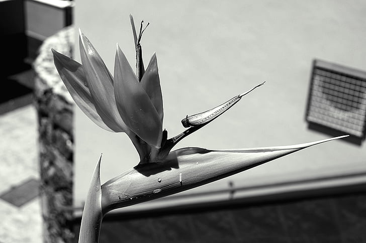 fleurs, photo en noir et blanc, nature