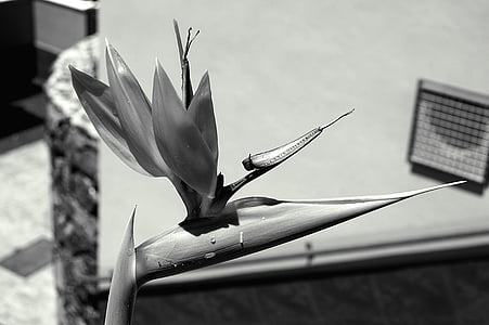 kwiaty, czarno-białe zdjęcie, Natura