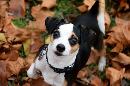 perro, pequeño, otoño, hojas, cabeza, animal, hocico