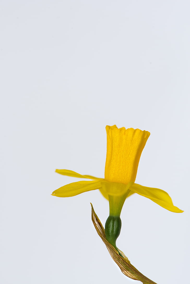 narcissus, flower, yellow flower, blossom, bloom, petals, yellow