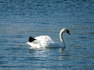 swan, animal, fauna, water, waters, bird, nature