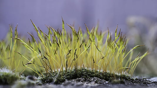 Moss, blomstrende moss, makro, natur, brændeovne